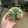 SUCCULENT-CANDLE-A