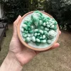 SUCCULENT-CANDLE-F
