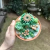 SUCCULENT-CANDLE-G